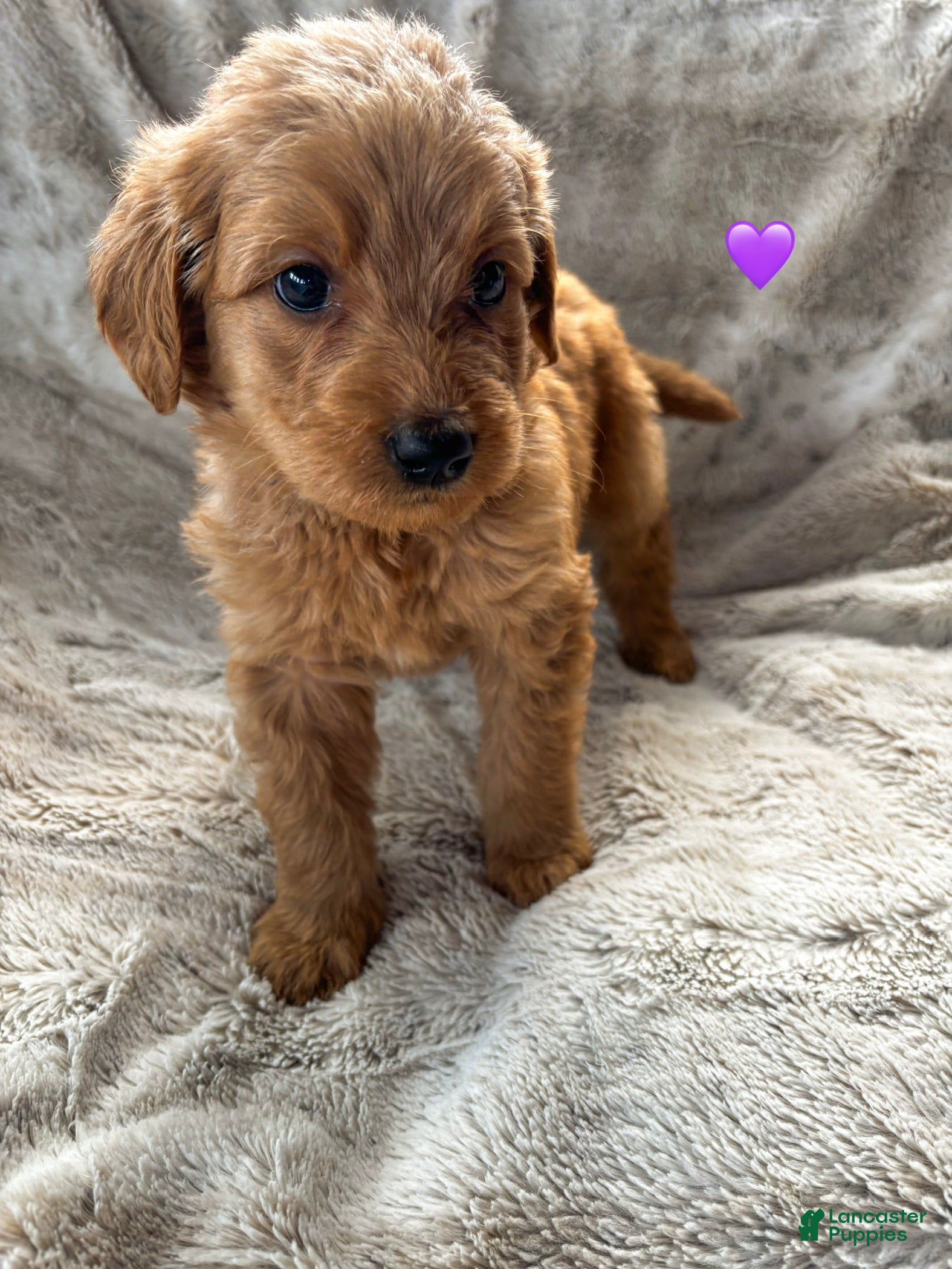 Goldendoodle dogs Meadow  - Ad 23