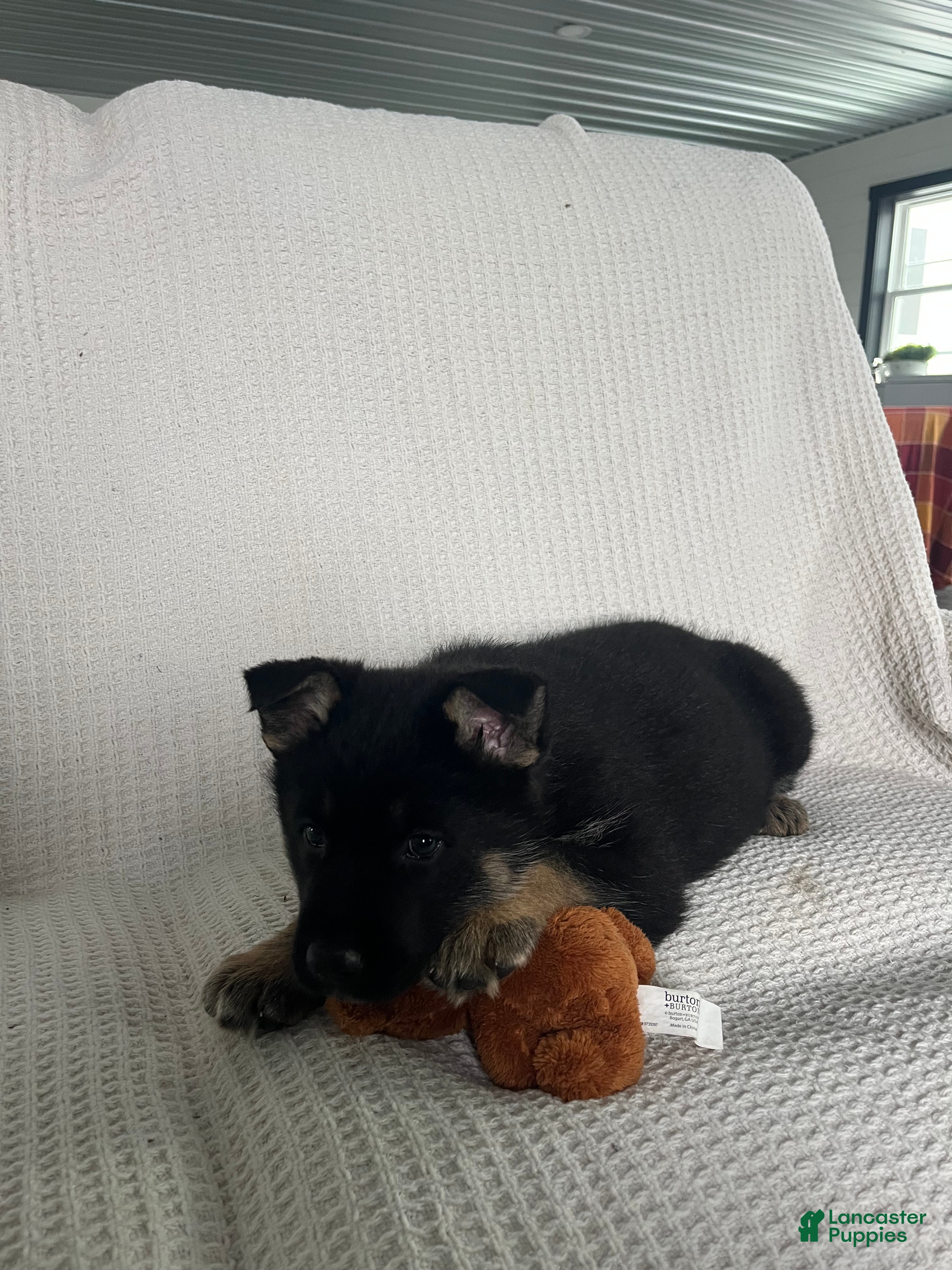 German Shepherd dogs River - Ad 1