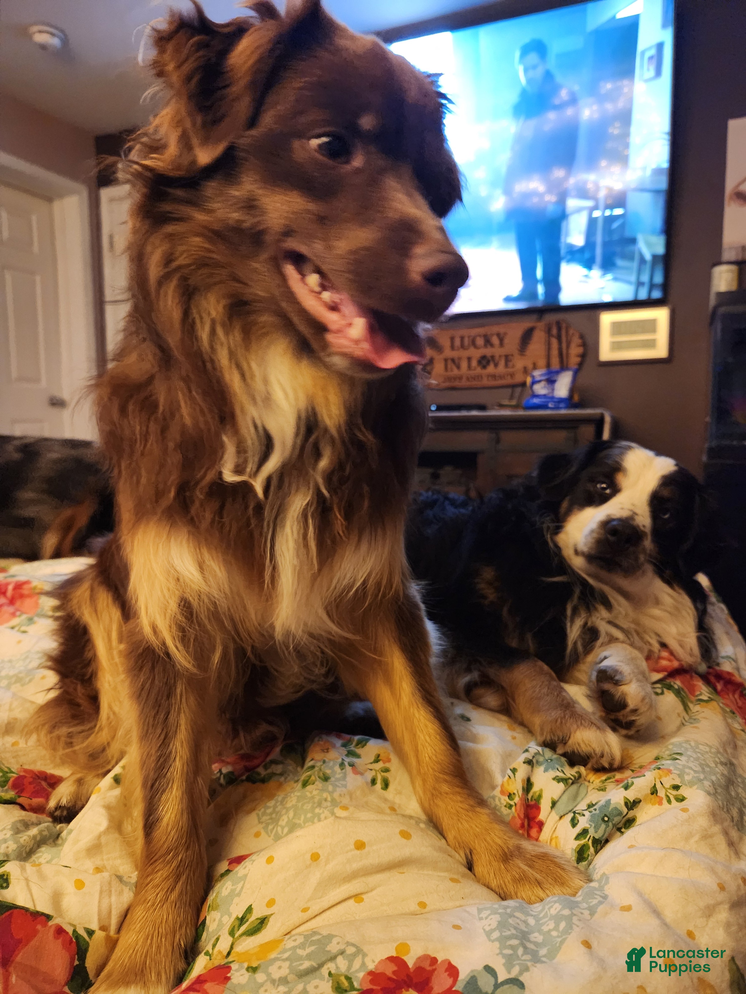 Miniature Australian Shepherd dogs Miniature Australian Shepherd Puppy 1 - Ad 6