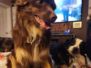 Miniature Australian Shepherd dogs Miniature Australian Shepherd Puppy 1 - Ad 6