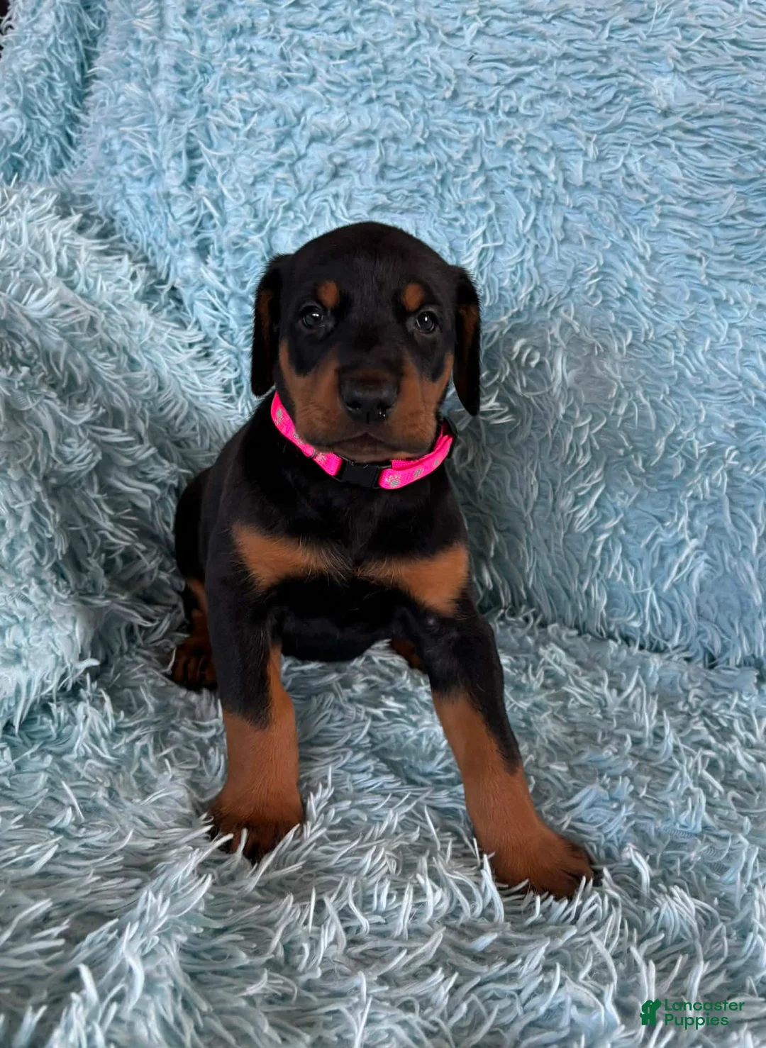 Doberman Pinscher dogs for sale: Female with ear crop - Ad 2
