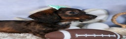 Miniature Dachshund dogs for sale: Cleo - Ad 13