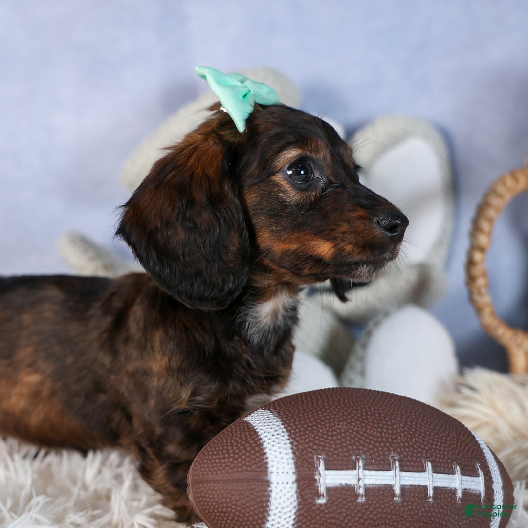 Miniature Dachshund dogs for sale: Cleo - Ad 13