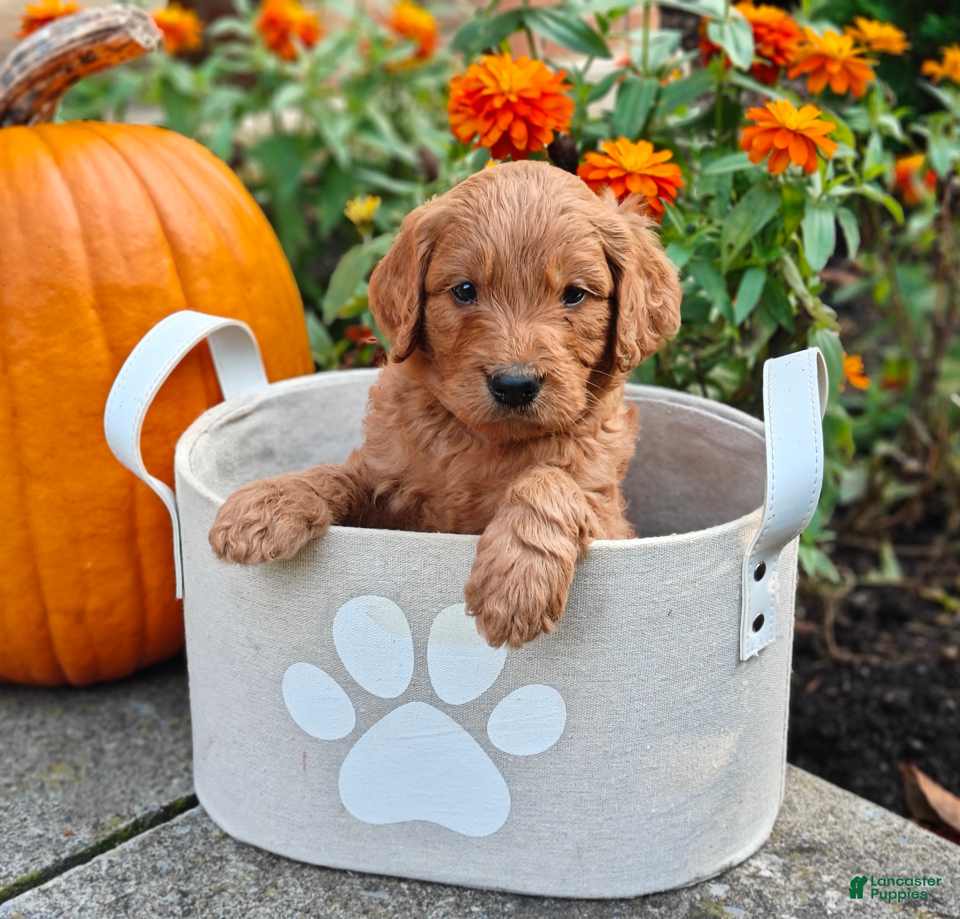 Goldendoodle dogs Clifford - Ad 1