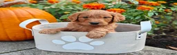 Goldendoodle dogs for sale: Clifford - Ad 1
