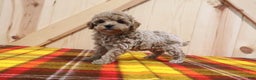 Bichpoo dogs for sale: Orchid - Ad 4