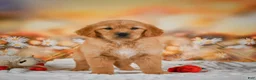 Golden Retriever dogs for sale: Honey - Ad 9