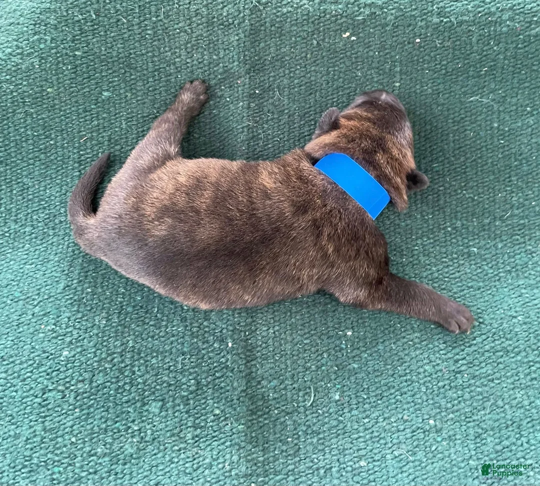Mixed Breed dogs for sale: Male Puppy 1 - Ad 1