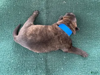 Mixed Breed dogs for sale: Male Puppy 1 - Ad 4