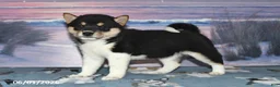 Shiba Inu dogs for sale: Lorene - Ad 1