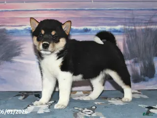 Shiba Inu dogs for sale: Lorene - Ad 3