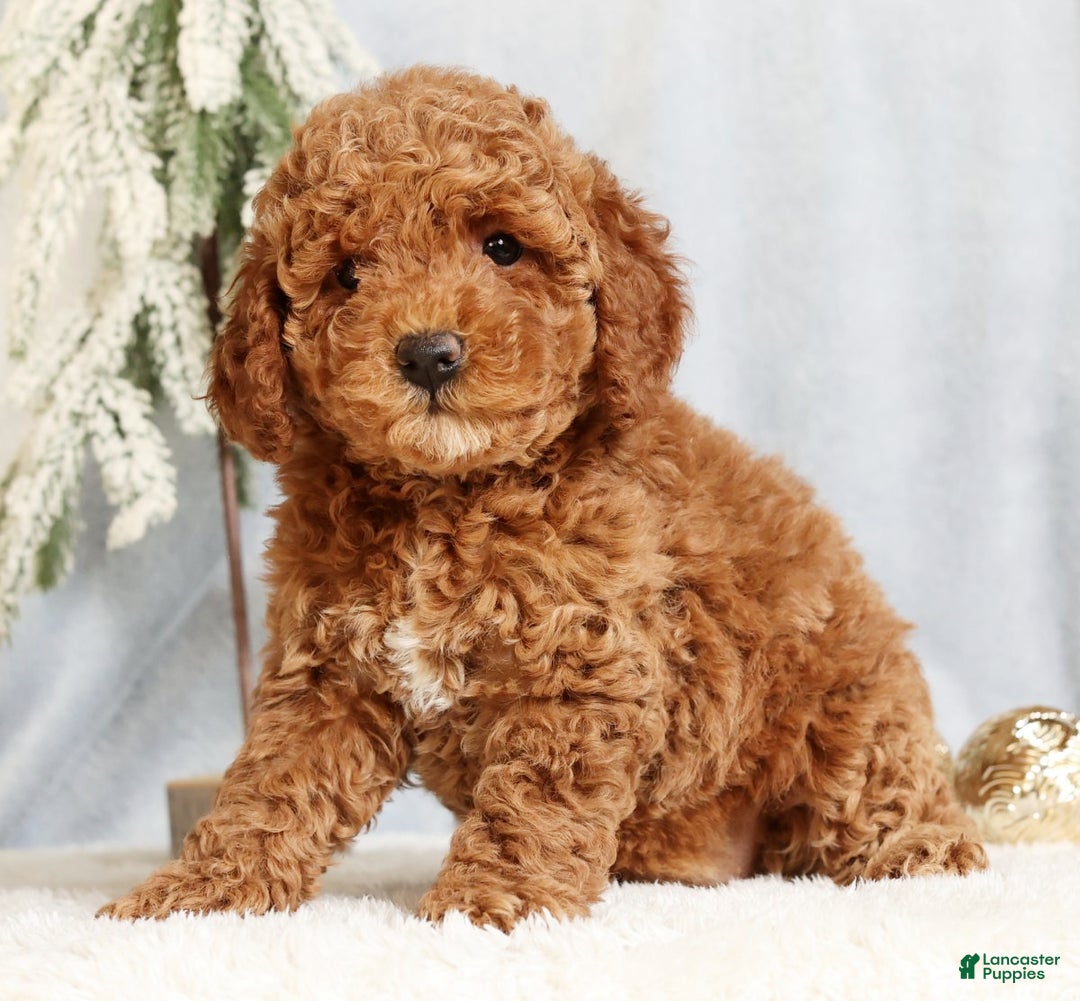 Mini Goldendoodle dogs for sale: Giselle - Ad 3