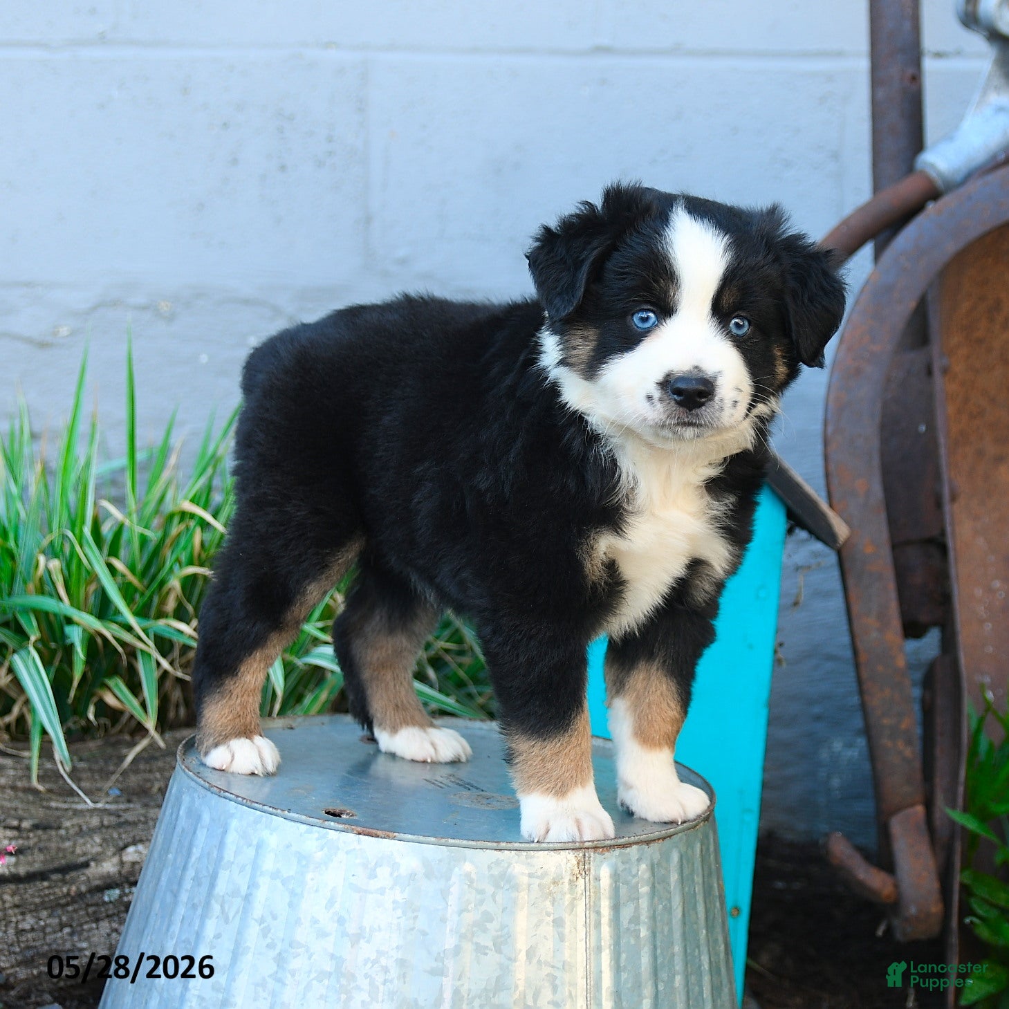 Miniature Australian Shepherd dogs Lily - Ad 1