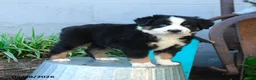 Miniature Australian Shepherd dogs for sale: Lily - Ad 1