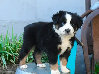 Miniature Australian Shepherd dogs for sale: Lily - Ad 3