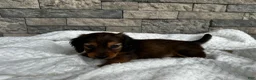 Miniature Dachshund dogs for sale: Rex - Ad 5