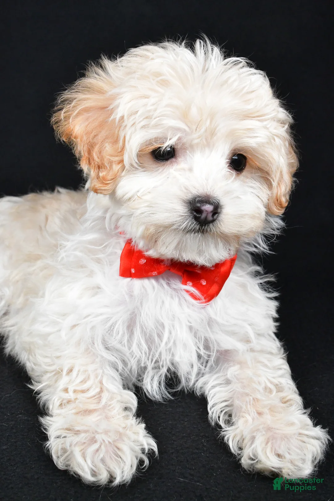 Maltipoo dogs for sale: Brady - Ad 4
