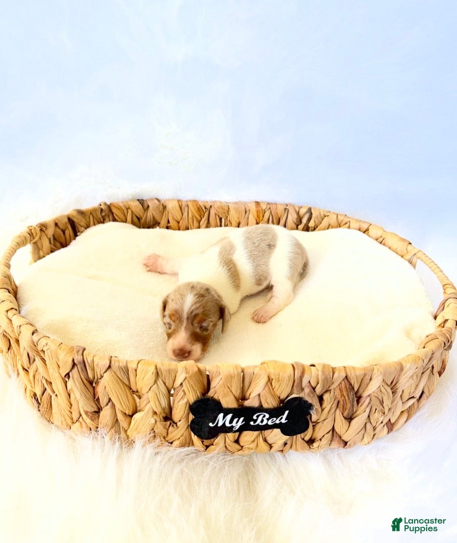 Miniature Dachshund dogs for sale: AKC Woody - Ad 7
