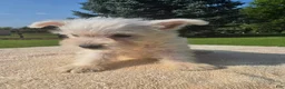 West Highland Terrier dogs for sale: West Highland Male 2 - Ad 2