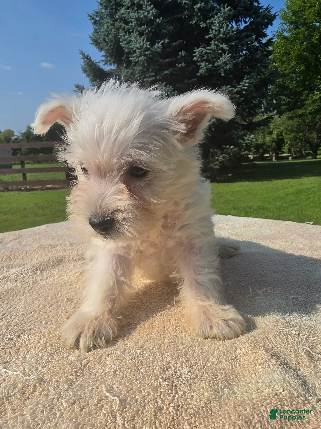 West Highland Terrier dogs for sale: West Highland Male 2 - Ad 2