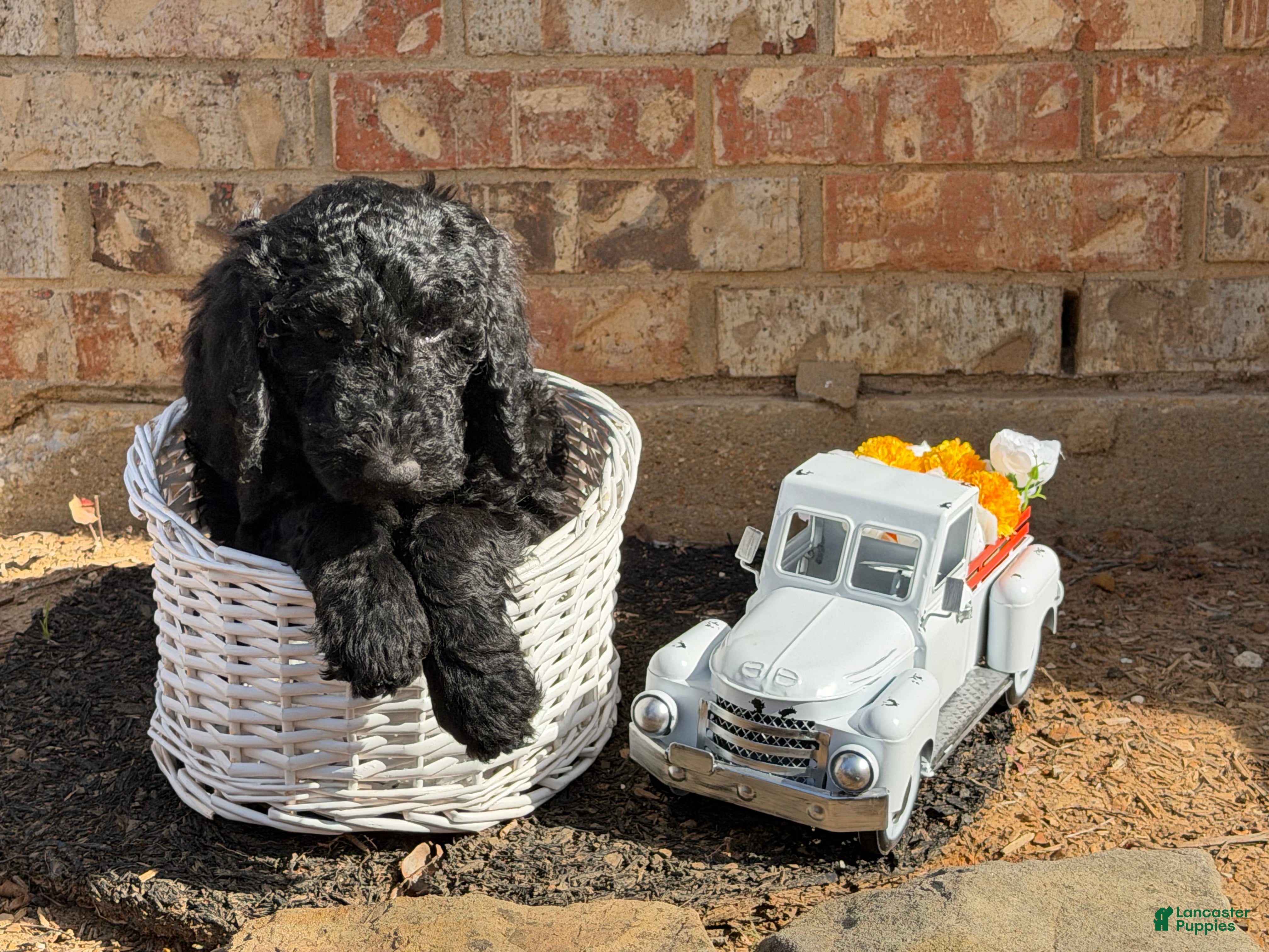 Goldendoodle dogs Mocha - Ad 38