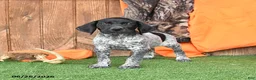 German Shorthaired Pointer dogs for sale: Shadow - Ad 1