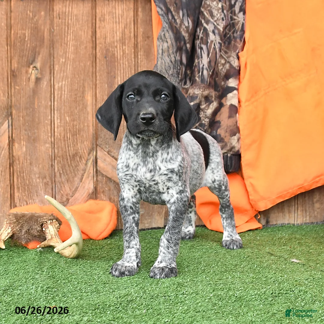 German Shorthaired Pointer dogs for sale: Shadow - Ad 1