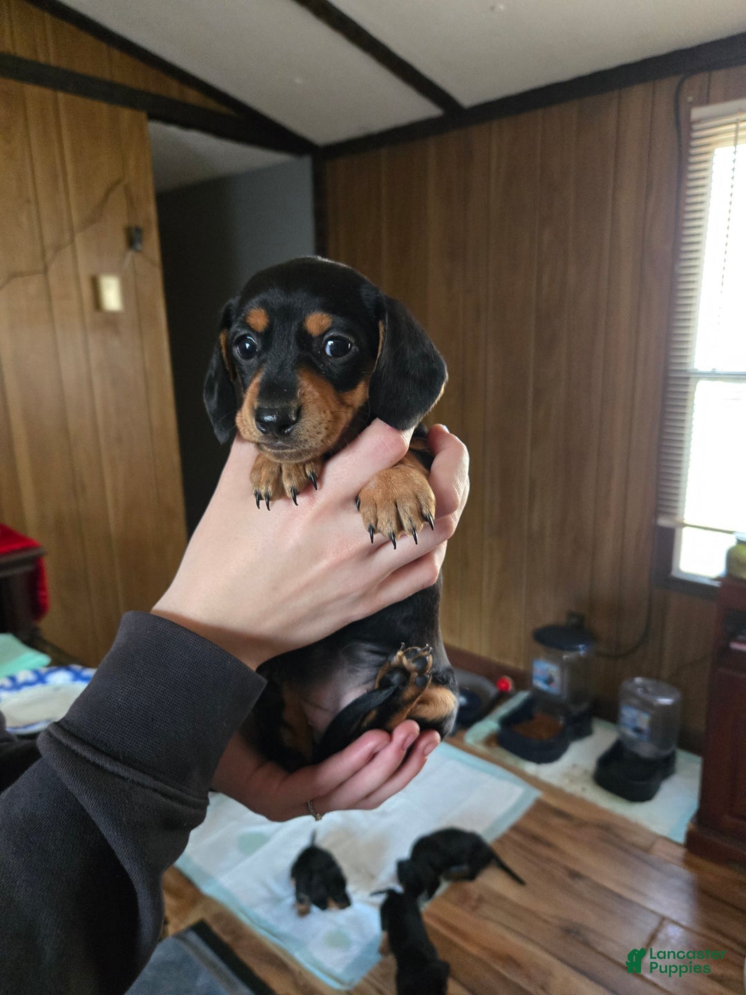Dachshund dogs for sale: Dachshund Puppy 7 - Ad 8