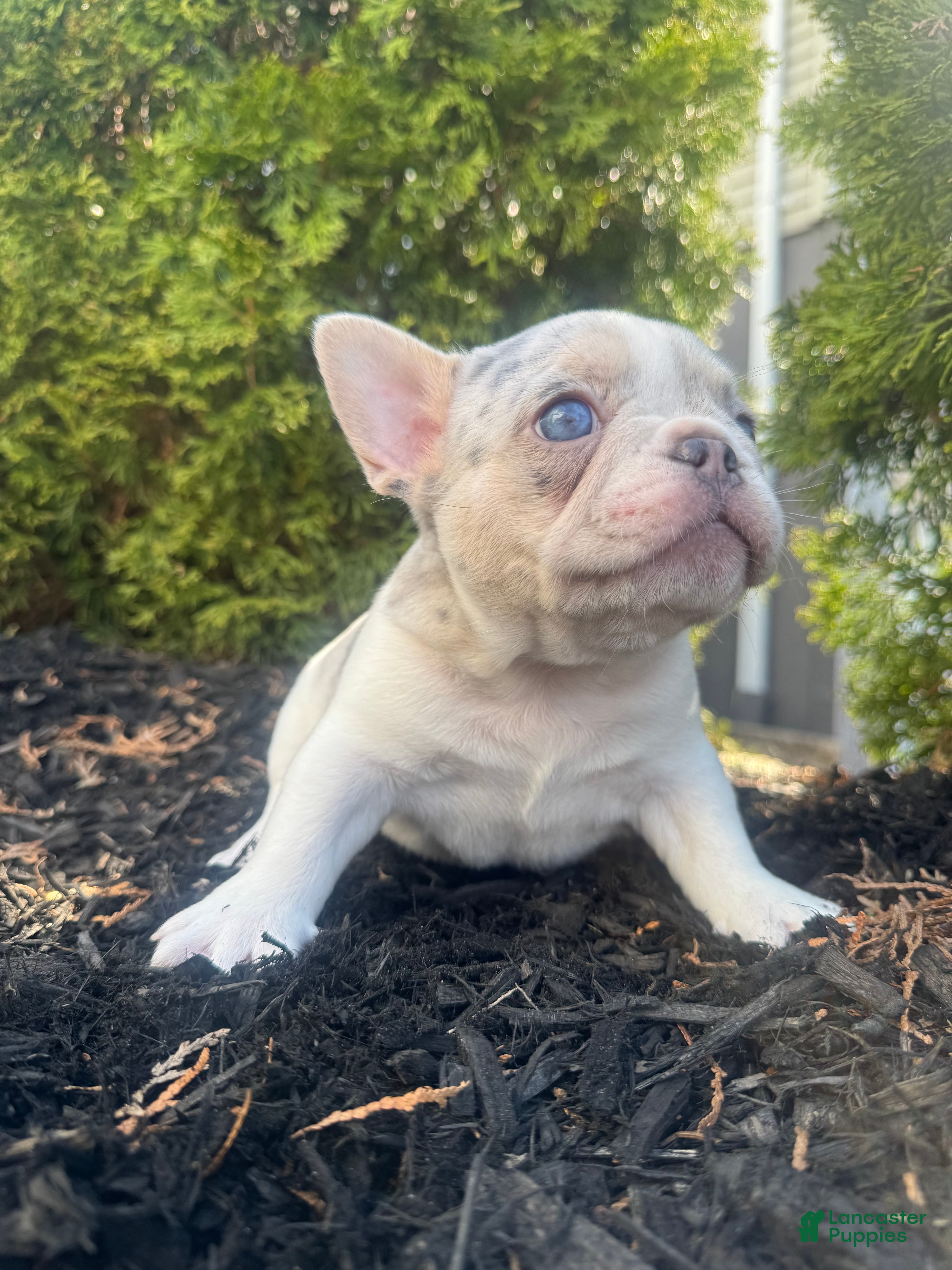 French Bulldog dogs Angel - Ad 2