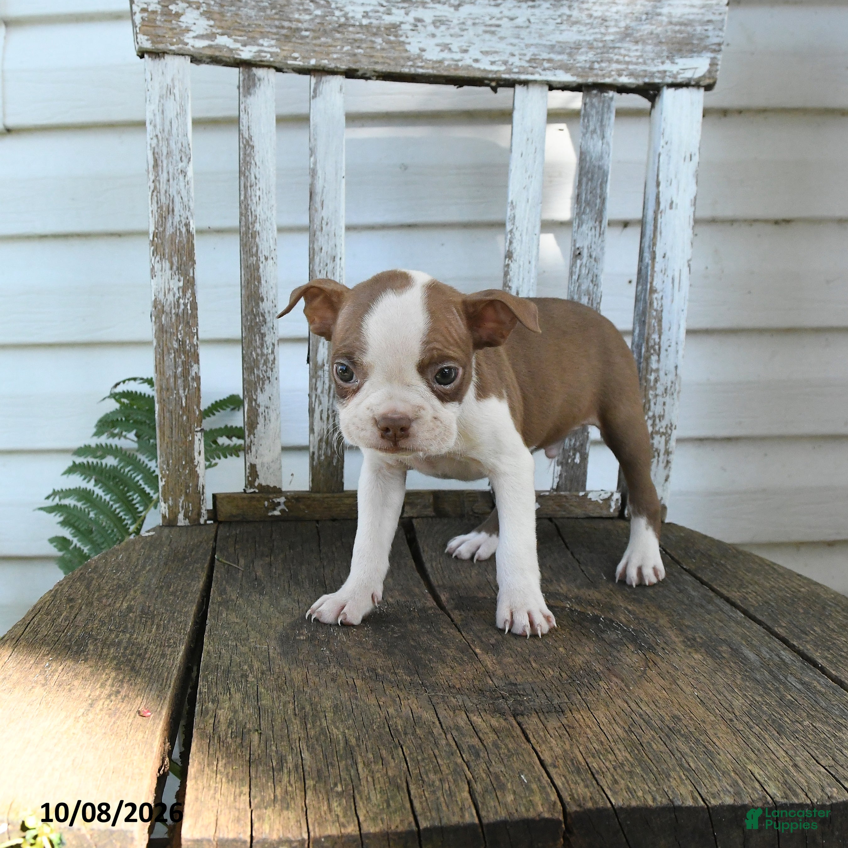 Clifford (Boston Terrier, Male) in Economy, IN