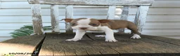 Boston Terrier dogs for sale: Clifford - Ad 1