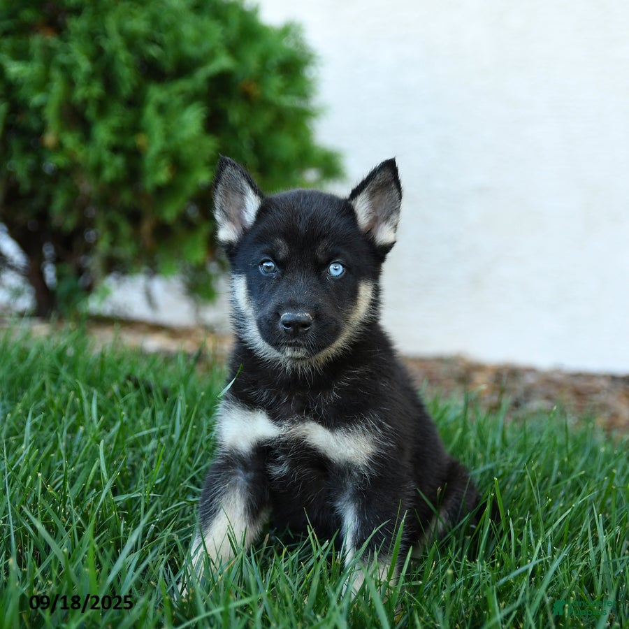 Gerberian Shepsky Puppies for sale | Lancaster Puppies