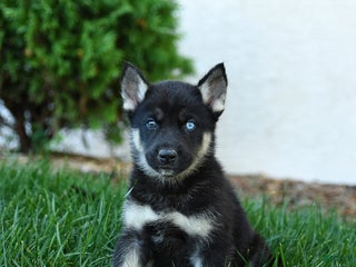 Gerberian Shepsky dogs - Ad 12