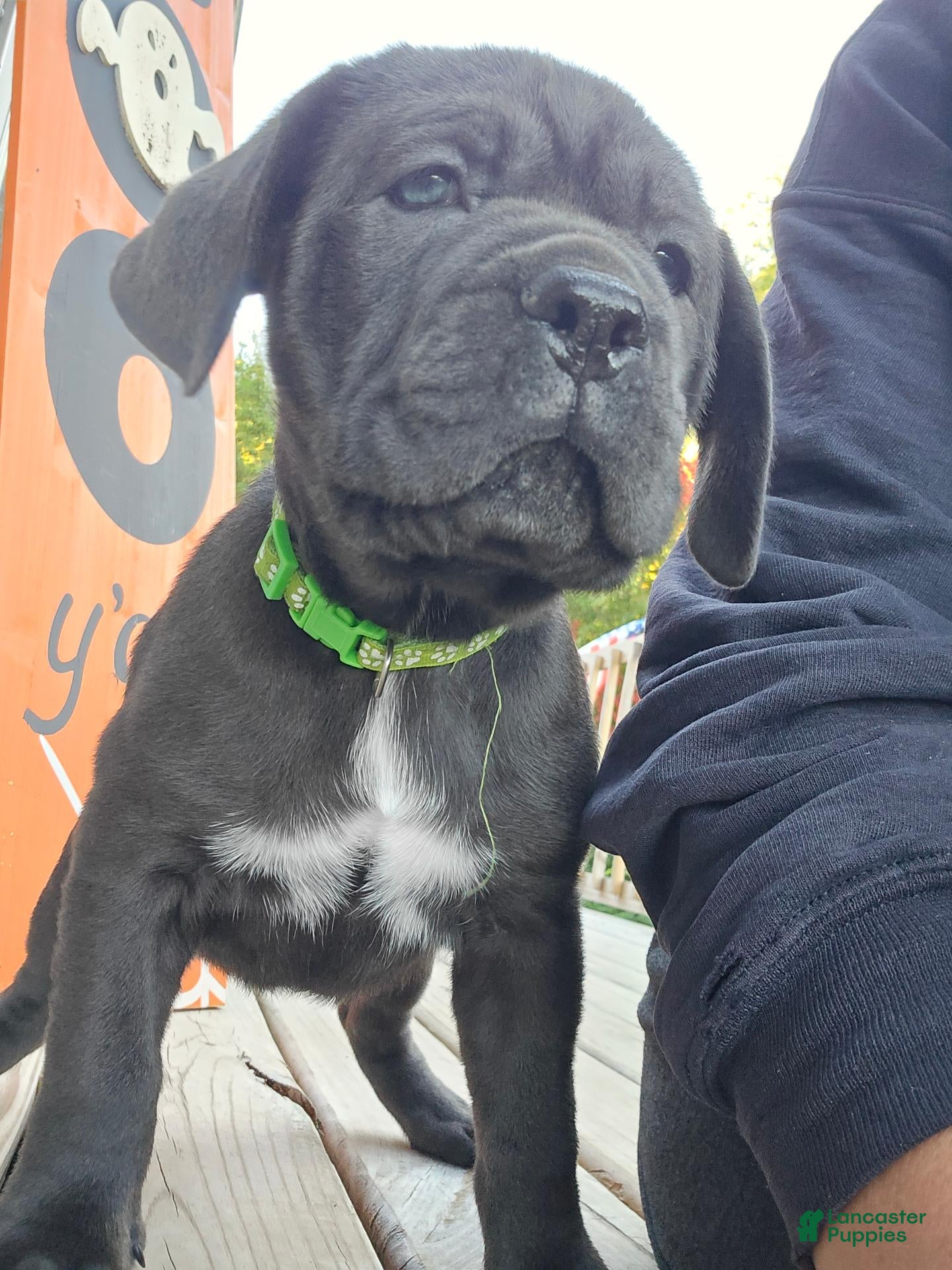 Cane Corso dogs for sale: Cane Corso 1 - Ad 33