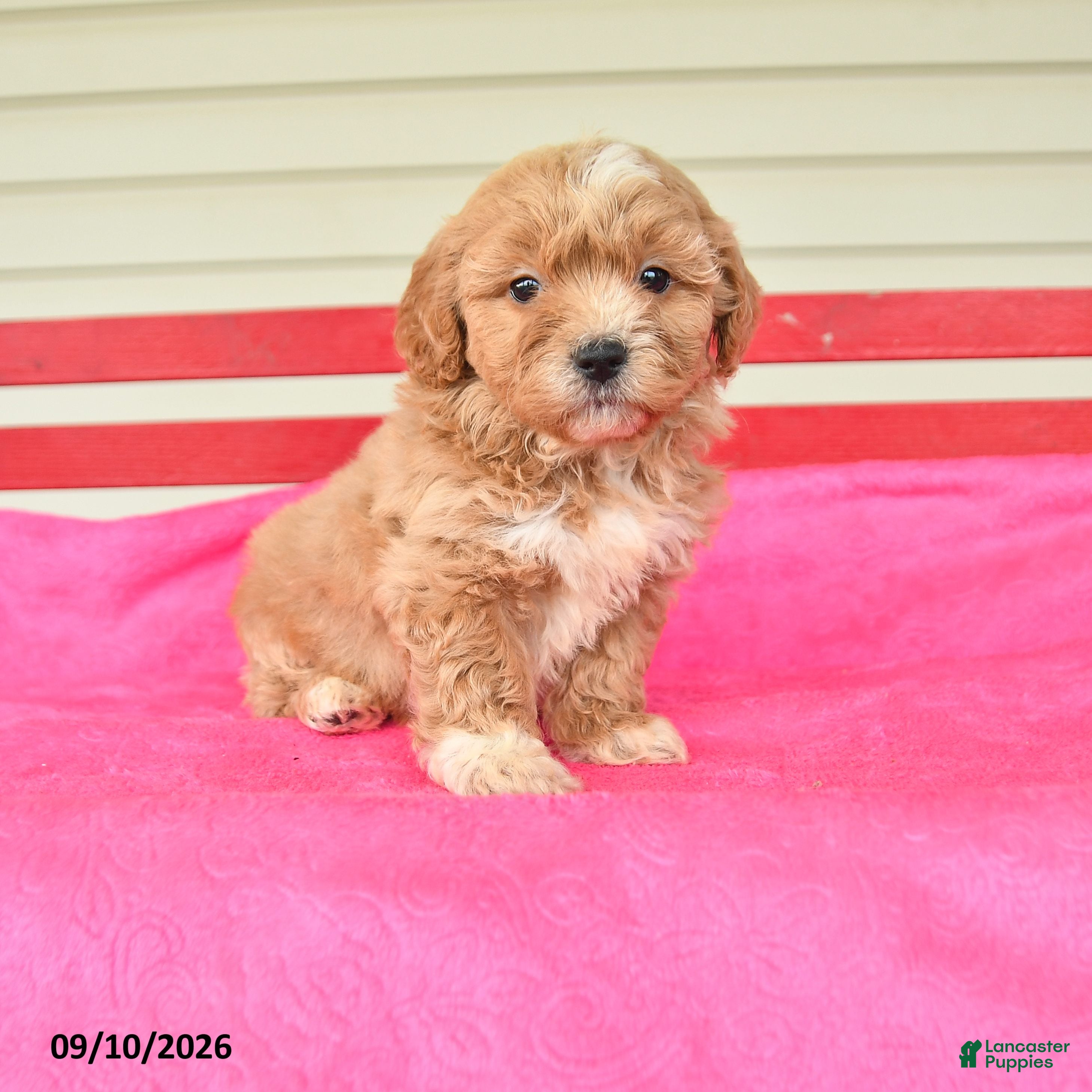 Shihpoo dogs Ruthann - Ad 1