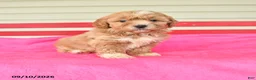 Shihpoo dogs for sale: Ruthann - Ad 1