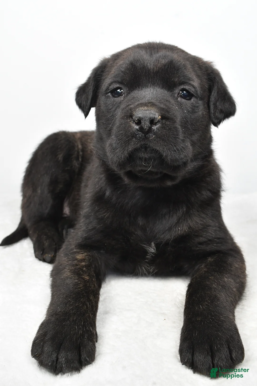 English Mastiff dogs for sale: Bella - Ad 7