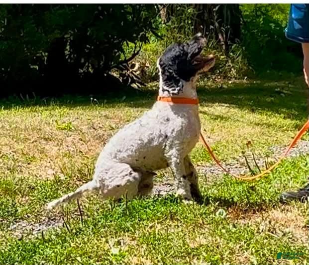 Cockapoo dogs Cockapoo 1 - Ad 11