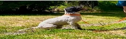 Cockapoo dogs for sale: Cockapoo 1 - Ad 4