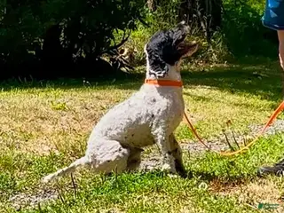 Cockapoo dogs Cockapoo 1 - Ad 11