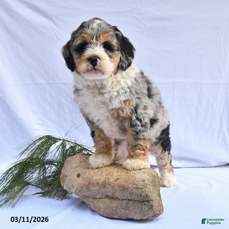 Bernedoodle dogs Brandon - Ad 2