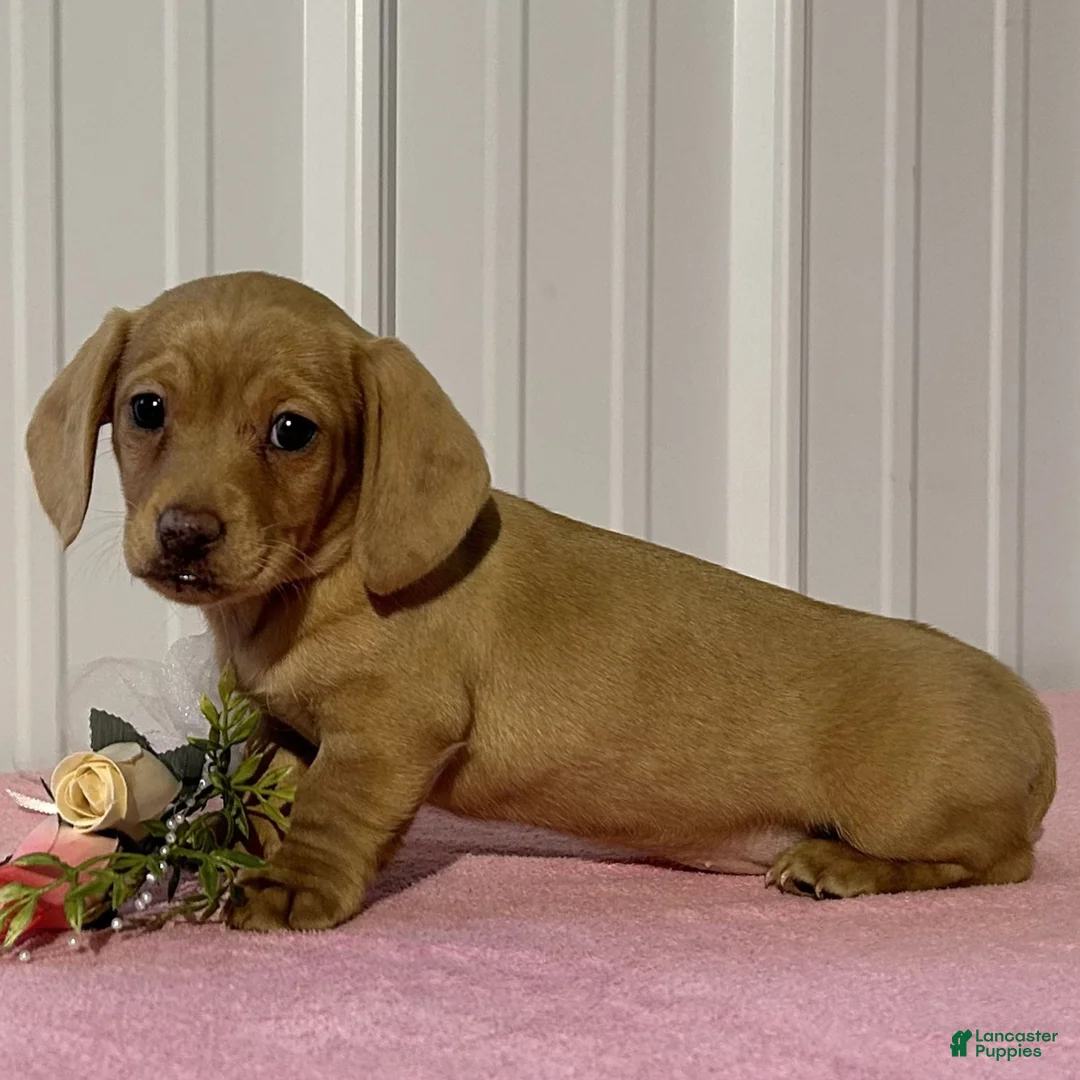 Miniature Dachshund dogs for sale: Alexa  - Ad 3