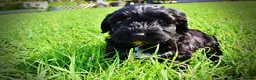 Havapoo dogs for sale: Harmony - Ad 20