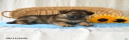 German Shepherd dogs for sale: Taylor - Ad 4