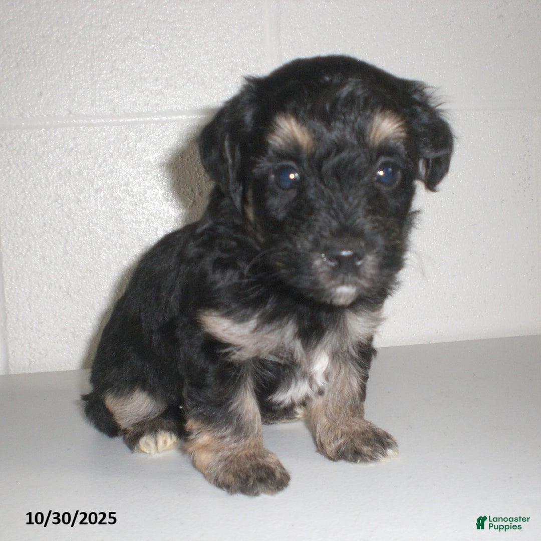 Yorkiepoo dogs for sale: Trent - Ad 19