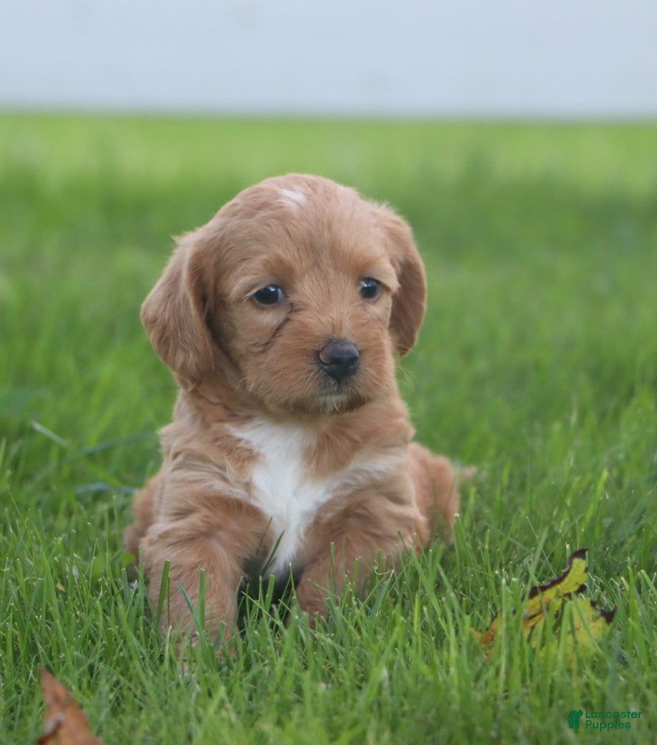 Miniature Labradoodle dogs Mia - Ad 1