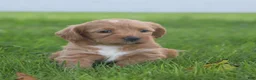 Miniature Labradoodle dogs for sale: Mia - Ad 1