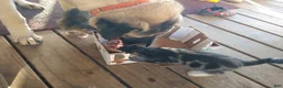 Anatolian Shepherd dogs for sale: Anatolian Shepherd 7 - Ad 8