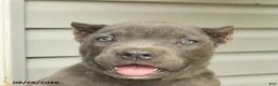 Cane Corso dogs for sale: Mason  - Ad 5