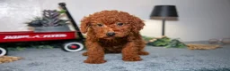 Miniature Poodle dogs for sale: Harmony - Ad 2